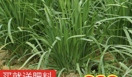 吃瓜直播间爆料莲花,莲花背后的惊人真相